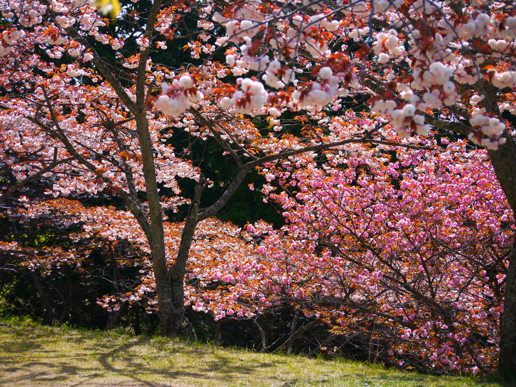 桜を追って・・・