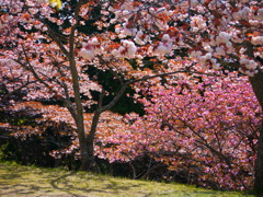 桜を追って・・・