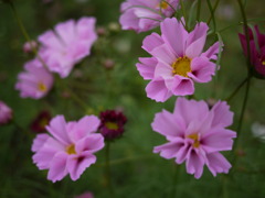 cosmos～ダブルクリック