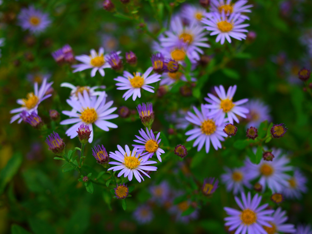 薄紫の小菊