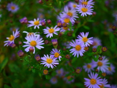 薄紫の小菊