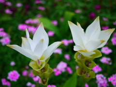 クルクマ(white)