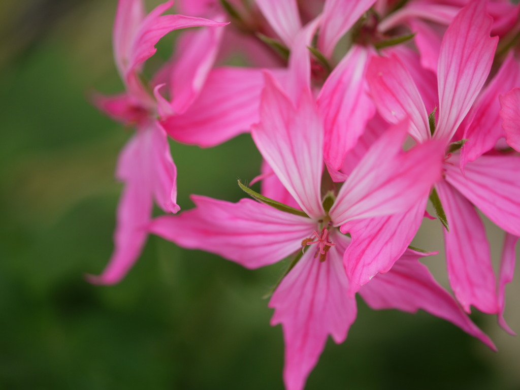 pinkish flower