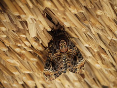 お面をつけた虫～クロメンガタスズメ