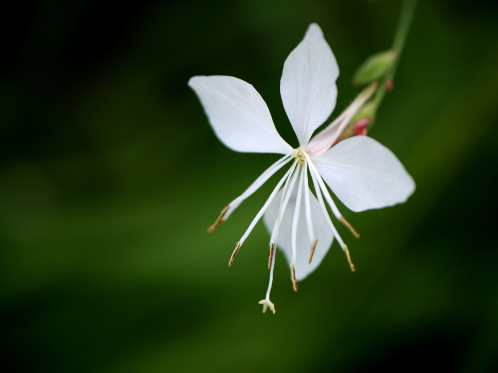 Gaura