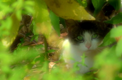 green eyes