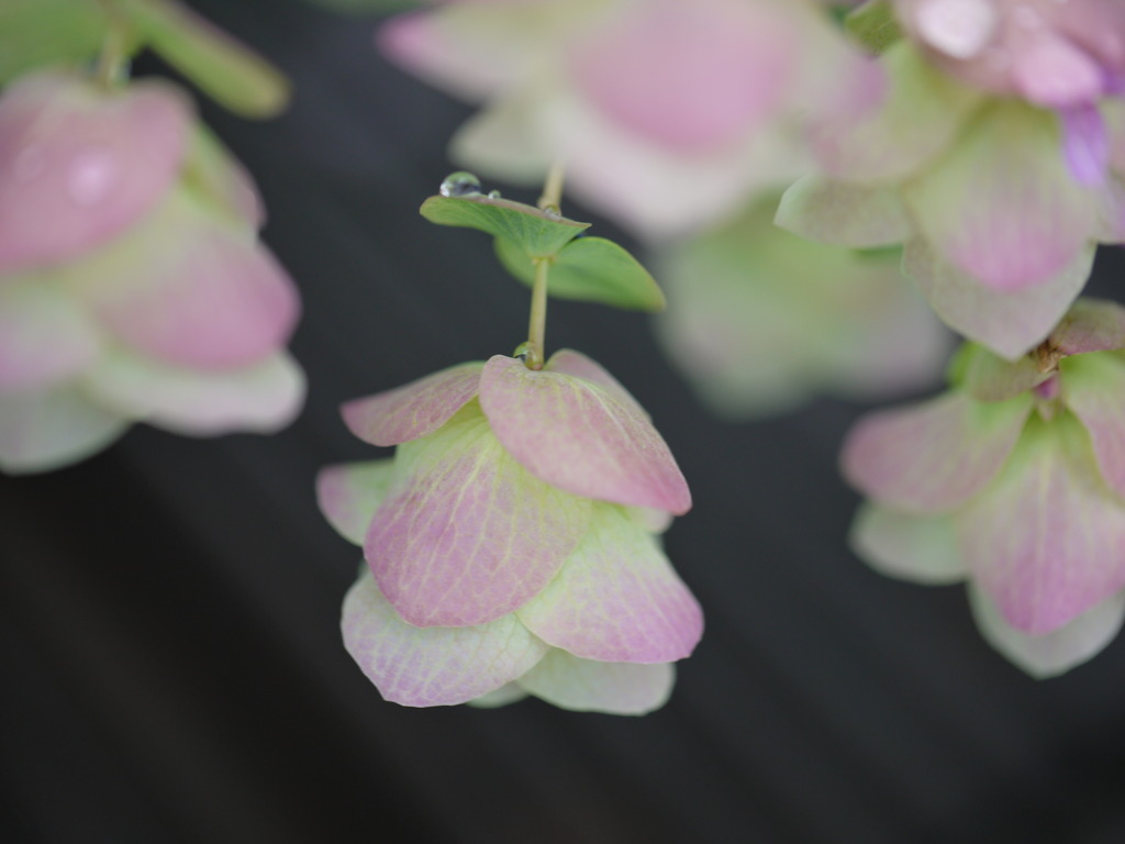 flower earrings