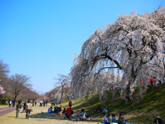 桜の木の下で