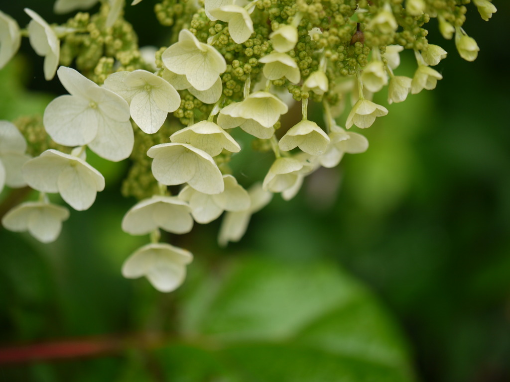 柏葉紫陽花