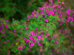 赤紫に咲く～萩