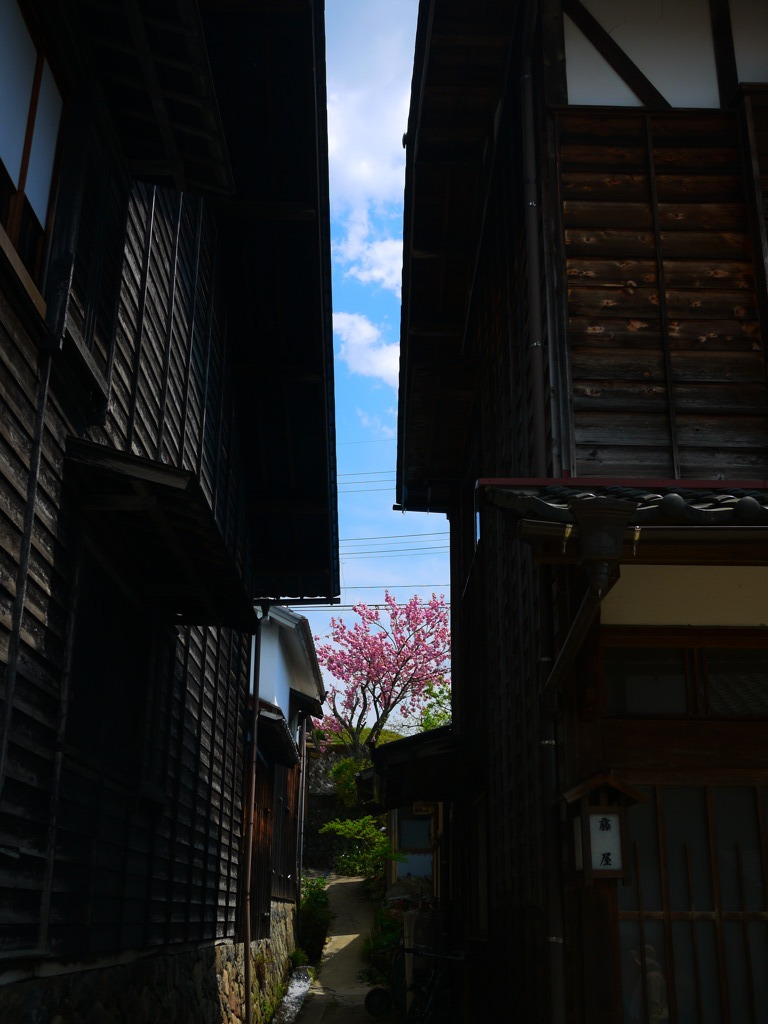 路地の先の里桜