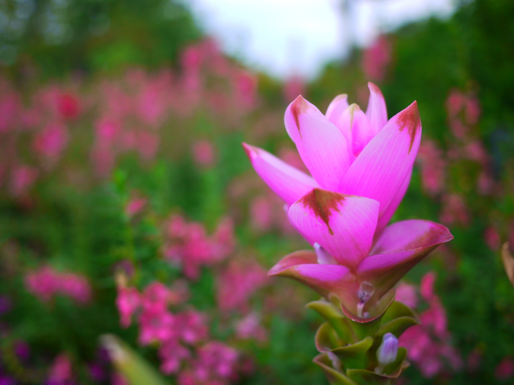 クルクマ(pink)