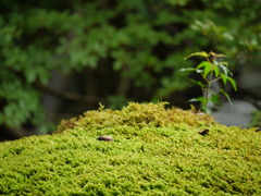 苔生した灯篭の上で