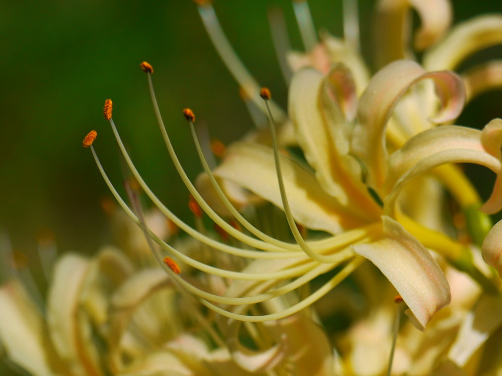 曼珠沙華