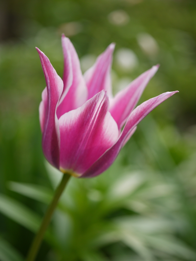 tulip