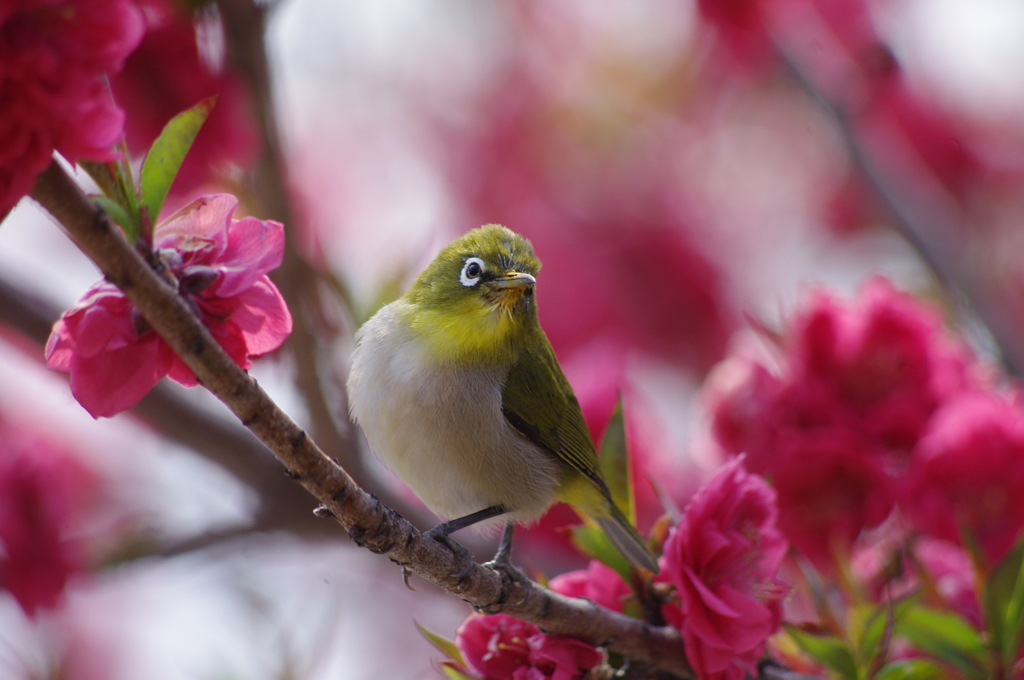 春だね