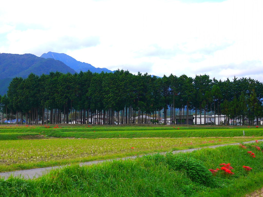 防風林と彼岸花