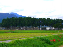 防風林と彼岸花