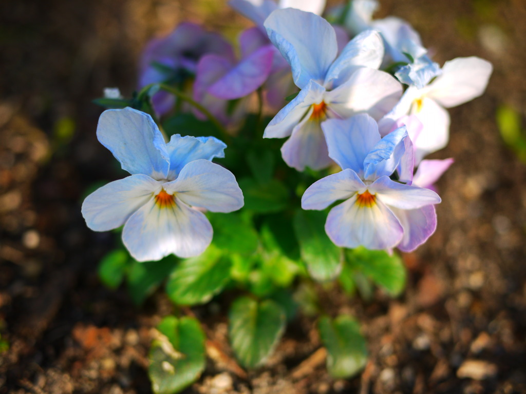 pansy