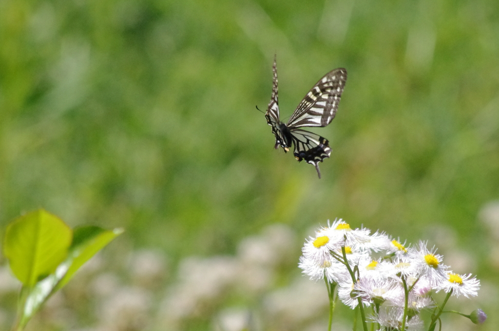 swallowtail