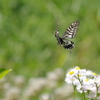 swallowtail