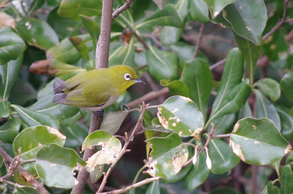 white-eye