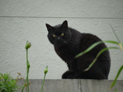 佐久島の黒ネコさん