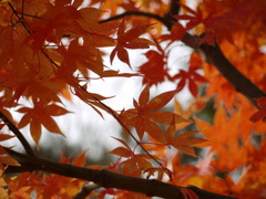 紅葉～朱