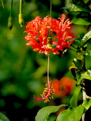 風鈴仏桑華