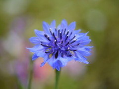 cornflower