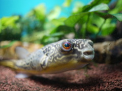 テトラオドン・ムブ
