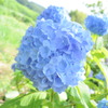 アジサイ