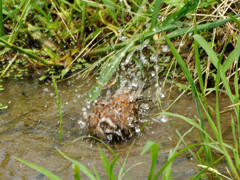 ホオジロの行水