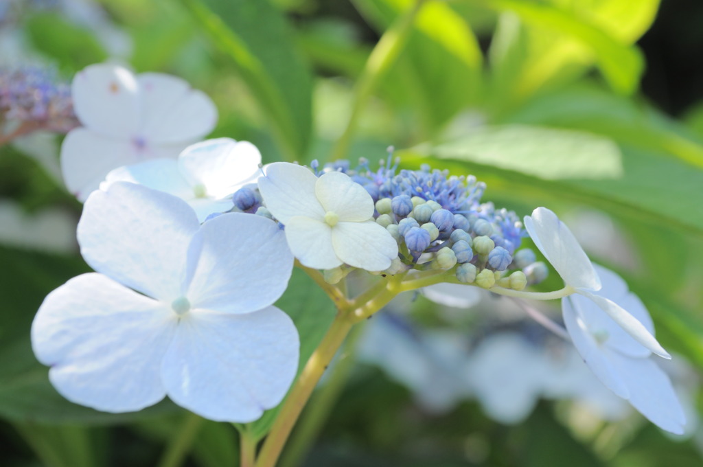 萼紫陽花（ガク４枚）