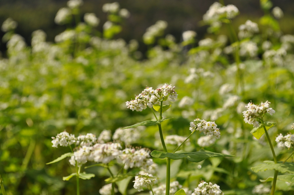 蕎麦の花