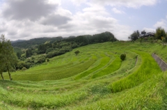 大山千枚田