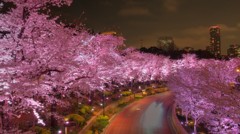 ミッドタウンの夜桜
