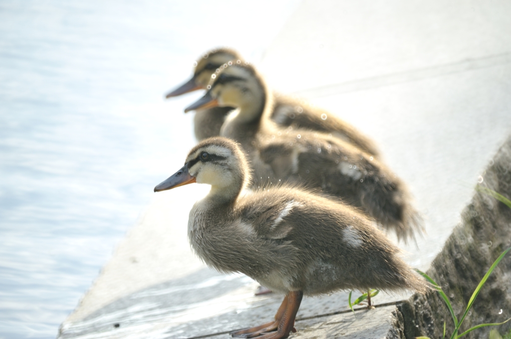 カルガモちゃん