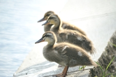 カルガモちゃん