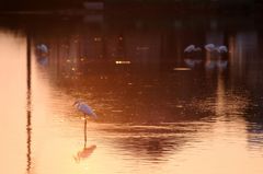 早朝のサギさん達