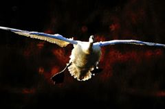 ハクチョウさん