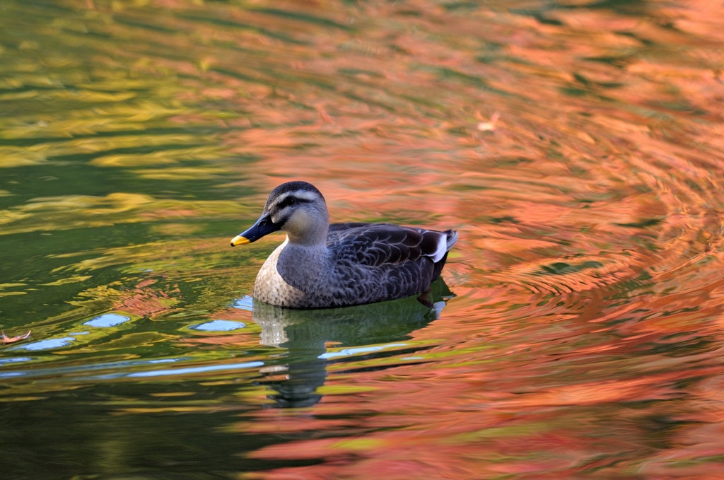 紅葉で染まる池で