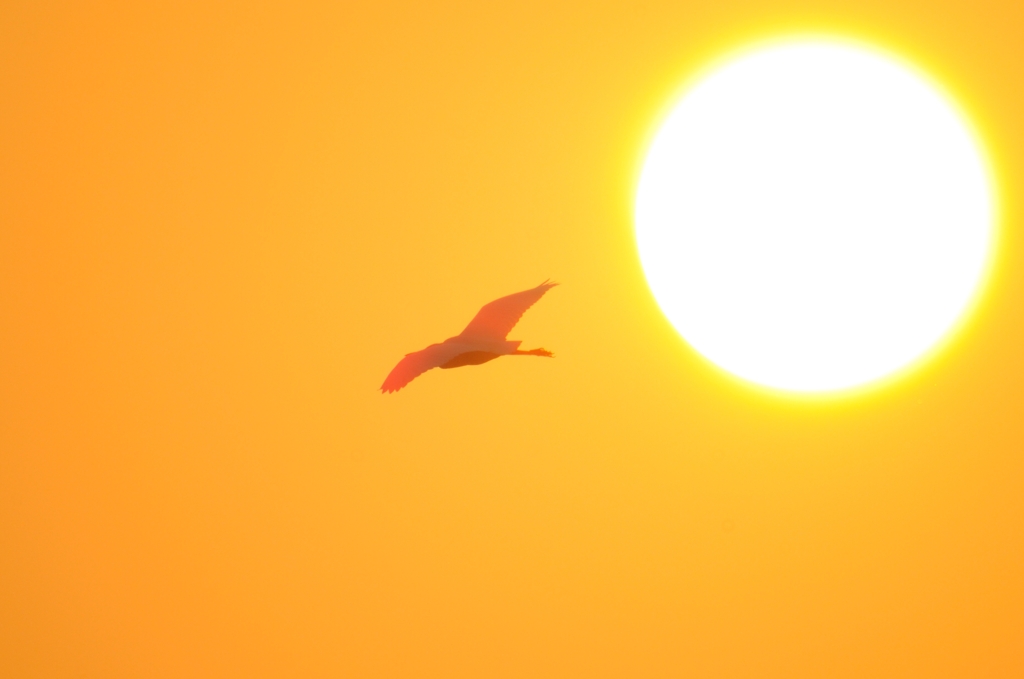 朝陽に照らされ