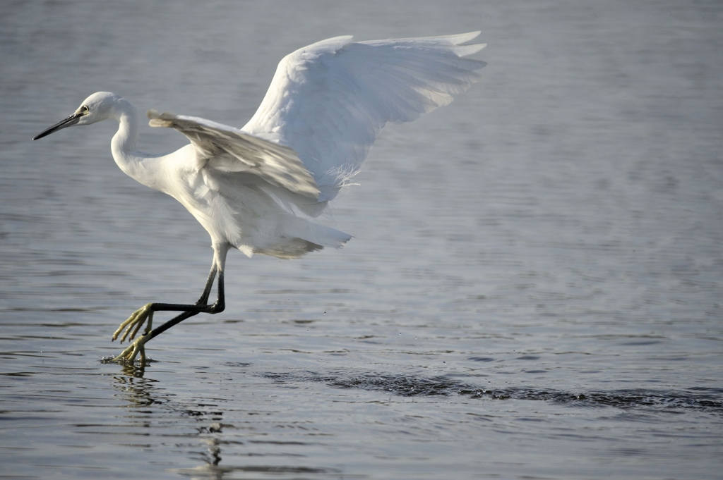 ジャンプ　　　サギさん