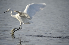 ジャンプ　　　サギさん