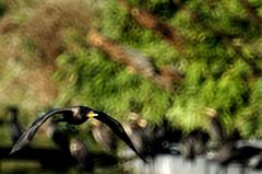 カワウさん
