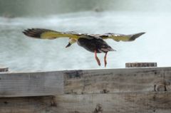 カモくん飛び立つ