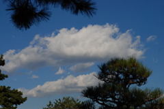 葉間に浮く雲
