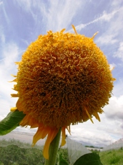 これも向日葵！？