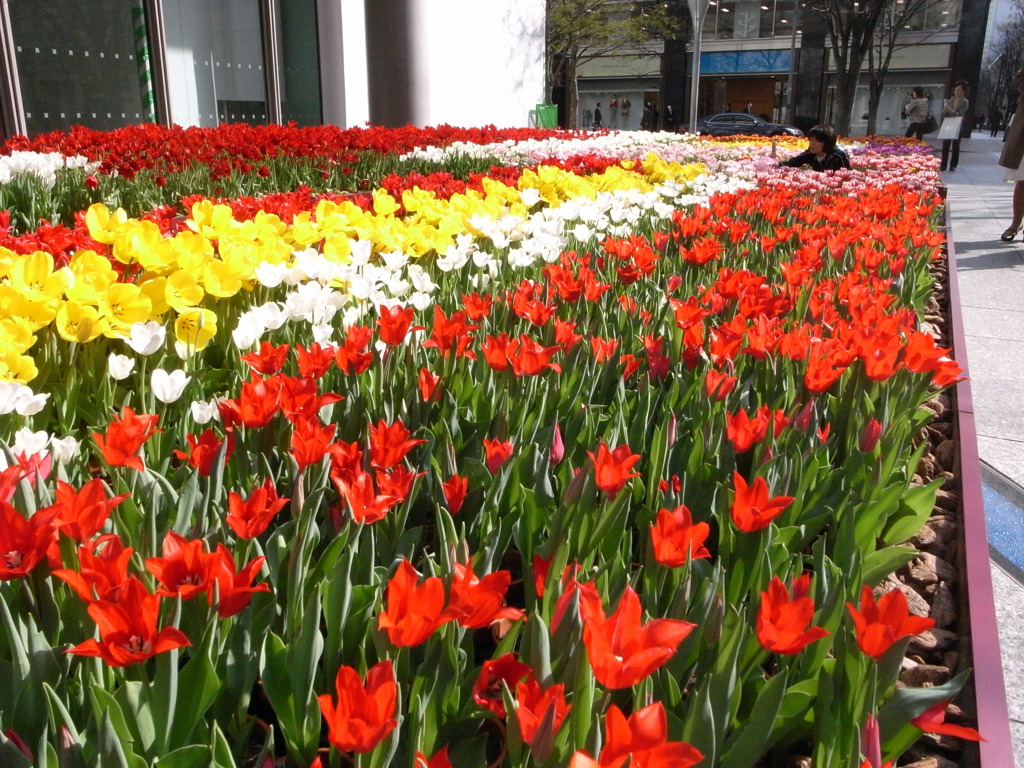 チューリップ畑